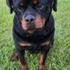 Rottweiler female 2 years old