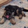 German Shepherd Puppies
