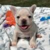 Miles- Cream MALE French Bulldog for sale- KY bluegrass frenchie