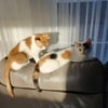 Two calico cats for free