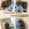 Precious cockapoo puppies for sale