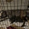 Cane corso pups for sale