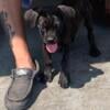 Cane corso female pup