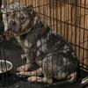 Merle Bully Male
