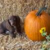 Miniature Dachshund Puppy