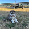 Siberian husky puppies