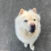 AKC Cream Chow 