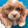 Mini Petite Goldendoodle Sergio