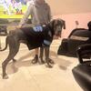 Great Dane
