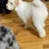 AKC Small Standard Poodle Puppy