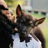 German Shepherd Puppy