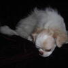 Beautiful Japanese Chin Puppies Born 3/25/2024