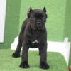 Beautiful female cane corso pup 10 weeks old