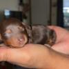 Mini long hair dachshund