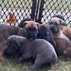 Cane Corso puppies for sale (AKC/ICCF)