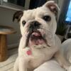 English bulldog looking for a forever home