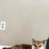 Shiba Inu