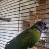 Male retired breeder Blue Pionus - Needs Rehomed