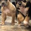 8 wk old Champion blood pups