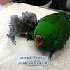 Tame talking green Eclectus parrot