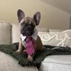 13 Wk Old Male French Bulldog Puppy -- ready now! Super sweet and well-socialized!