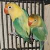 Fischer Love bird pair not tame