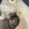 Female Persian kittens for sale