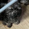 Multi poo terrier born May king for a forever home