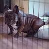 2yr old Frenchie