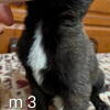 AKC Belgian malinois puppies 
