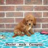 Sweet, friendly Cavapoo puppies