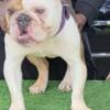 English Bulldog Mom