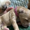 Irish GOLDEN DOODLE puppies