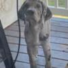 Ckc male Merle great dane