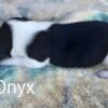 Male beagle Onyx