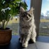 TICA Registered Female Maine Coon