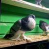 Pouter pigeons for sale.