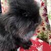 BABY MALE LIONHEAD BUNNIES FOR SALE