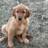 Golden Retriever puppies