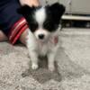 Pixie Papillon Pomeranian Mix Puppy