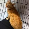 Red spotted rosette adult female. In Ohio txt/call 740 412 1659