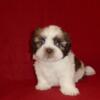 AKC/CKC Shih Tzu Puppy (Charlie)