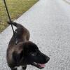 Anatolian/Pyrenees puppies