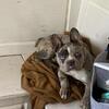 Merle frenchie