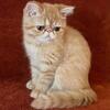 Exotic Short Hair Kittens Available from Drain, Oregon
