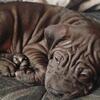 Male Chinese Shar pei male puppy (mini)
