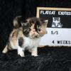 Exotic shorthair kittens Flatcatexotics.com