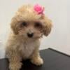 Apricot Toy Poodle Puppies (Male and Female) for sale