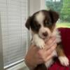 Australian Shepherd Puppy