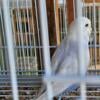 Young English parakeets(Budgie